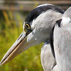 photo "Big bird."