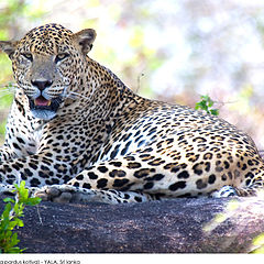 фото "Sri Lankan Leopard"