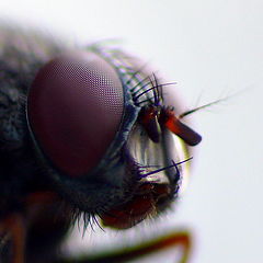 photo "Fly's Portret"