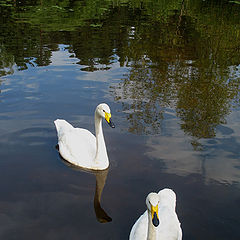 photo "Swan lake"