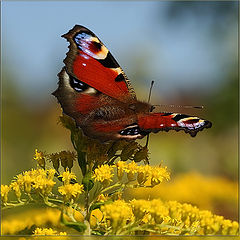 photo "Peacock"