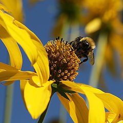 photo "About Bumble Bee And Yellow Flowers"