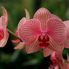 фото "Орхидеи (парк "UTOPIA")"