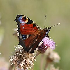 фото "Sommer Time"