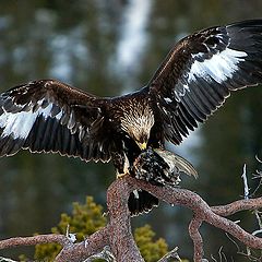 photo "Golden Eagel.."