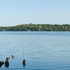 photo "In a quiet afternoon"