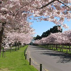 photo "Spring has arrived."