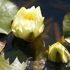 фото "Water flower."