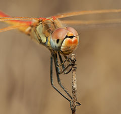 photo "Southern Darter"