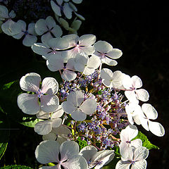 фото "hydrangea-2"