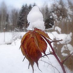 фото "Зимовка..."