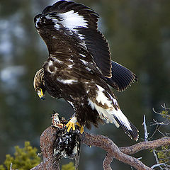 photo "Golden Eagel.."