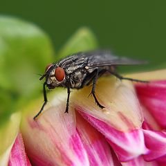 photo "unique visitor"