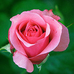 photo "A rose"