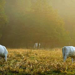 photo "one morning in August"