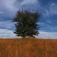 фото "Lonley"