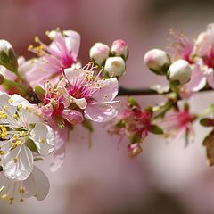 фото "Spring in Perth Hills"