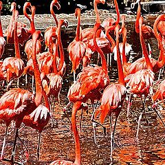 photo "Waltzing Flamingos"