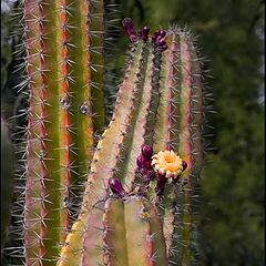 photo "prickly beauty"