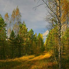 фото "Осенняя лесная"