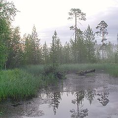 фото "Утро болотное"