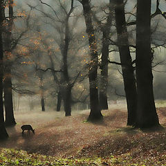 фото "The Lonley Shepard"