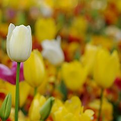 photo "Tulip and tulips"