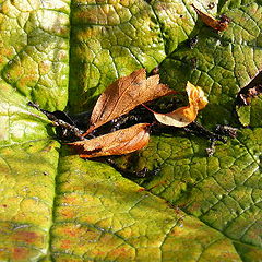фото "Autumn in colour."
