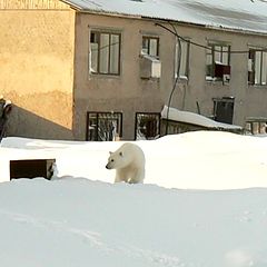 фото "Медведь"