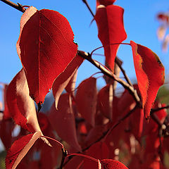 фото "Красная осень"