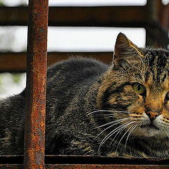 фото "Хозяин гаражей"