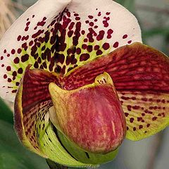 фото "Paphiopedilum Orchid."