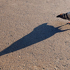 фото "my shadow"