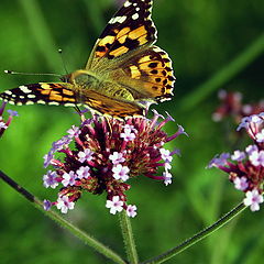 photo "The last summer days"