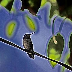 photo "Bird On A Wire"