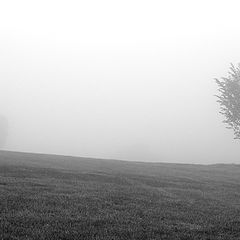 photo "lonely tree in the fog"