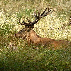 фото "Wildlife in the wood."