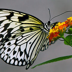 фото "butterfly"