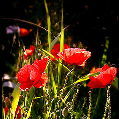 photo "wild red"