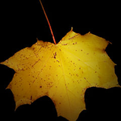 photo "The Leaf"
