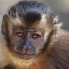 фото "primate"