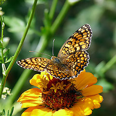 фото "Melitaea phoebe"