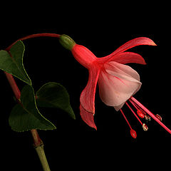 фото "Fuchsia"