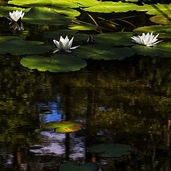 photo "Light and the shadows"