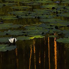 photo "In the forest lake"