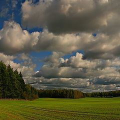 фото "про озимые"