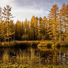 фото "Золото осени..."