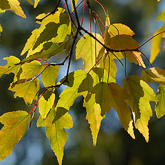 photo "Fall colors"