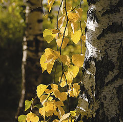 photo "Autumn light"