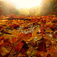 фото "Осень (2)"